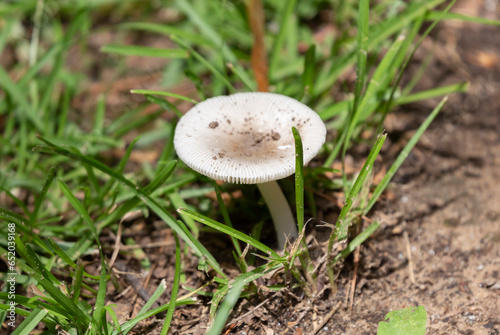 Grisette Mushroom Growing