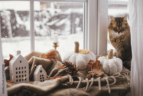 Fotografie, Obraz Cute cat sitting at pumpkins pillows, fall leaves, candle, lights on cozy brown scarf on windowsill