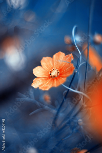 Pomarańczowy, letni kwiat kosmos pierzasty (Garden cosmos), ujęcie makro
