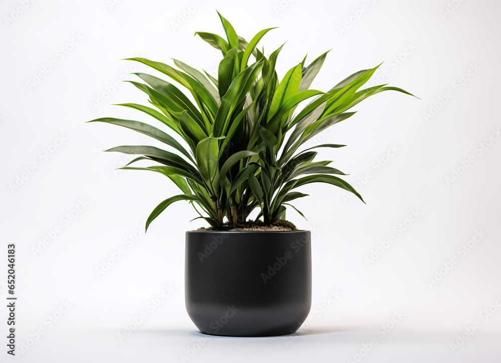 Black pot with green plant on a white background