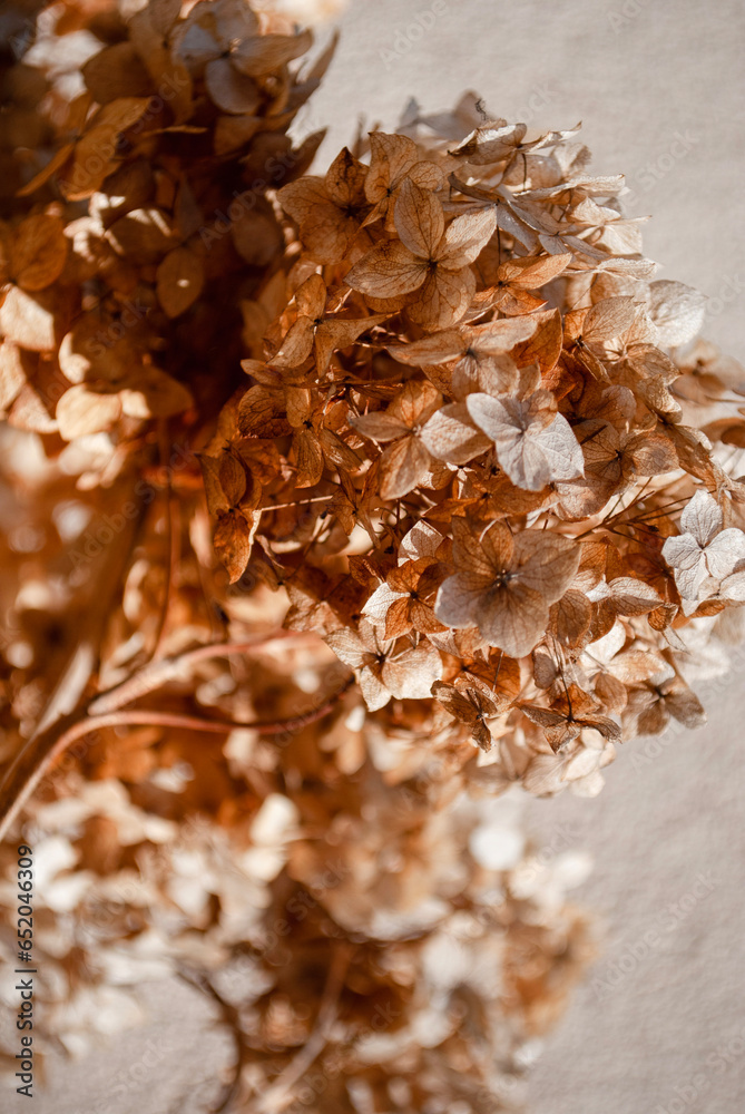 Closeup wallpaper of branch dried hydrangea flowers with sunlight. Autumn season natural background concept. Soft selective focus Closeup wallpaper of branch dried hydrangea flowers with sunlight. Autumn season natural background concept. Soft selective focus
