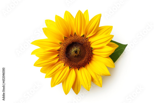 Beautiful yellow sunflower flower isolated on white background  top view.generative ai 