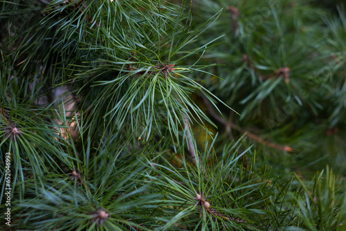 Pine Needle branch detail