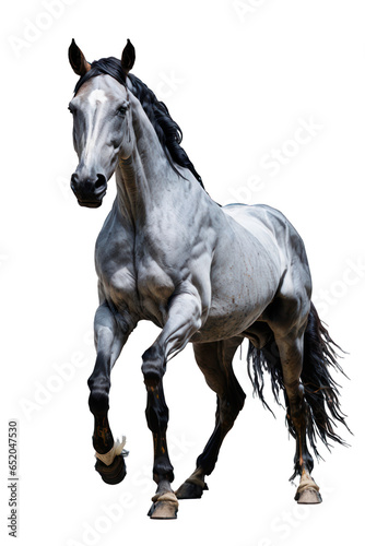 White horse, Transparent background