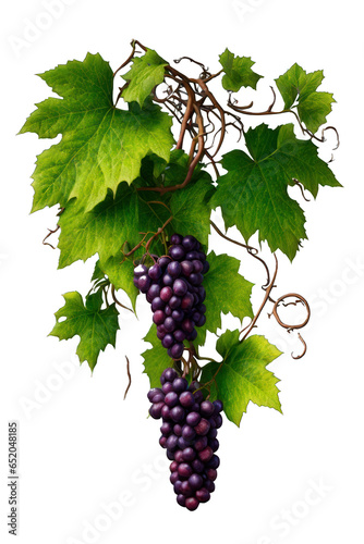 Bunch of grapes, transparent background