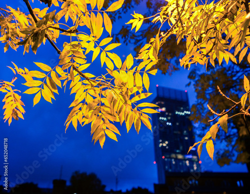 Fotobehang Framed view of  Beetham Tower partially covered by yellow leaves  in UK