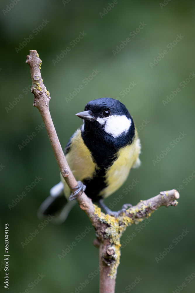 Colourful Great Tit (Parus major) perched on a bare branch - Yorkshire, UK in September Colourful Great Tit (Parus major) perched on a bare branch - Yorkshire, UK in September