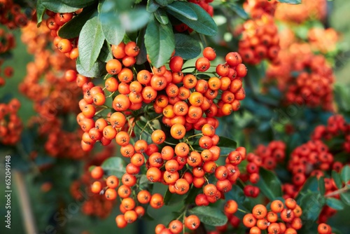 A plant with small berries for landscape design. Decoration of the park with flora photo