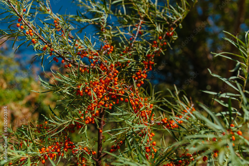 Sea buckthorn branches with ripe orange berries Sea buckthorn branches with ripe orange berries