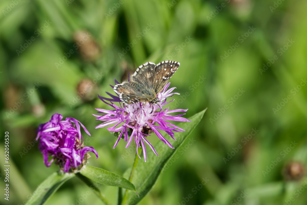 Grizzled Skipper (Pyrgus malvae) butterfly sitting on a pink flower in Zurich, Switzerland Grizzled Skipper (Pyrgus malvae) butterfly sitting on a pink flower in Zurich, Switzerland