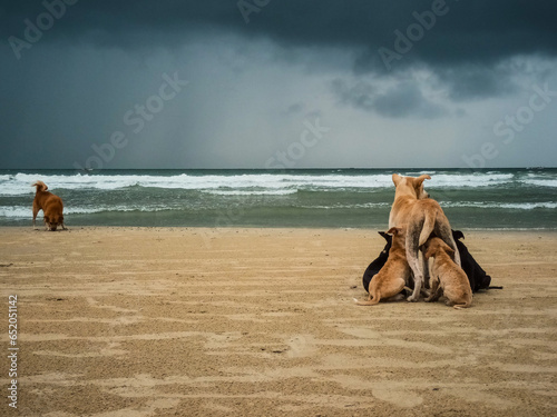 Puppies drinking milk from mother on a beach 