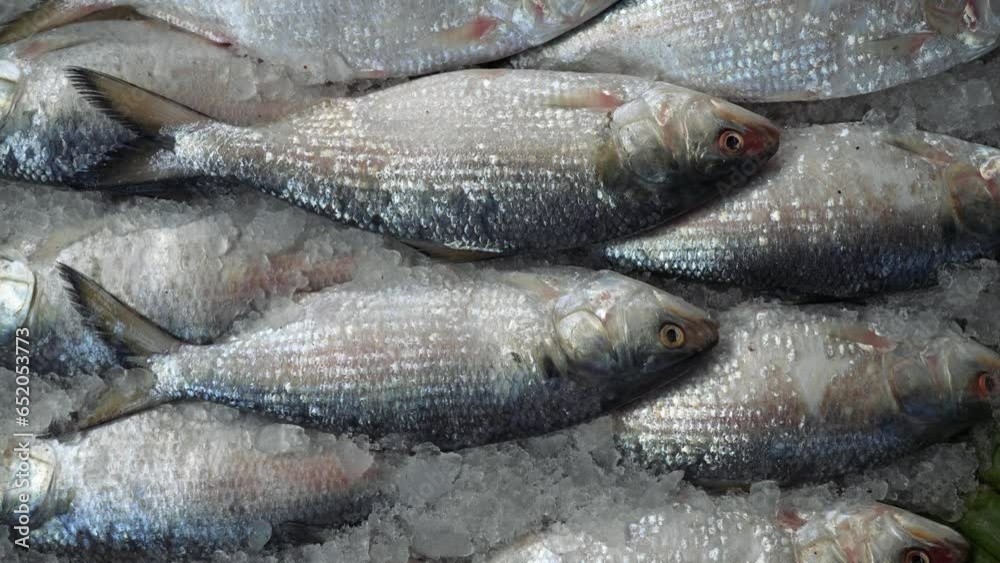 Frozen fresh hilsa fish at market. Hilsa, also known as ilish, is a popular and delicious fish in South Asia. It is a good source of protein, omega-3 fatty acids, and vitamins and minerals. Frozen fresh hilsa fish at market. Hilsa, also known as ilish, is a popular and delicious fish in South Asia. It is a good source of protein, omega-3 fatty acids, and vitamins and minerals.