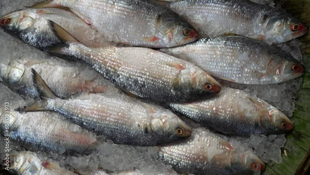 Frozen fresh hilsa fish at market. Hilsa, also known as ilish, is a popular and delicious fish in South Asia. It is a good source of protein, omega-3 fatty acids, and vitamins and minerals. Frozen fresh hilsa fish at market. Hilsa, also known as ilish, is a popular and delicious fish in South Asia. It is a good source of protein, omega-3 fatty acids, and vitamins and minerals.