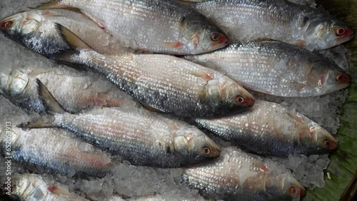 Frozen fresh hilsa fish at market. Hilsa, also known as ilish, is a popular and delicious fish in South Asia. It is a good source of protein, omega-3 fatty acids, and vitamins and minerals. photo