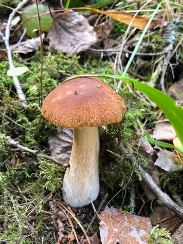 Small single Boletus edulis, cep, penny bun, porcino, porcini fungus fungi mushroom growing among the moss, fallen leaves and branches 