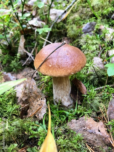 Single small Boletus edulis, cep, penny bun, porcino porcini fungus mushroom growing among moss and fallen leaves 