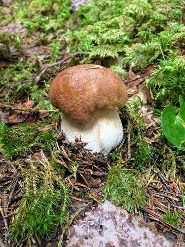 Small single Boletus edulis, cep, penny bun, porcino, porcini fungus fungi mushroom growing in the moss