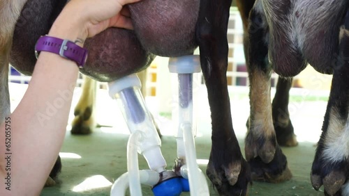 close-up of goat milk extraction in slow motion 240 fps canary culture