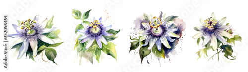 Watercolor tropical flowers white passiflora set. Generative AI #652056364