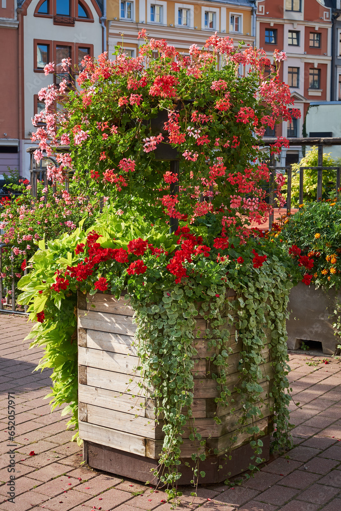 Vertical flower bed in the urban environment of city. Flowers and greenery in landscape design. Modern city floristry, urban flowerbeds design, city flowers landscaping and arrangement. Riga, Latvia.