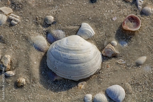 shells on the beach