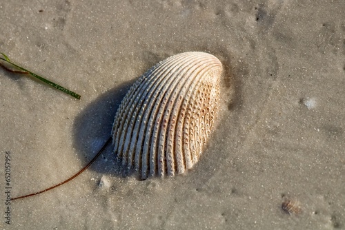 shell on the sand