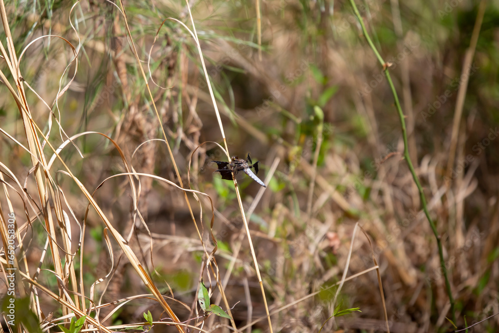 Male Common Whitetail Skimmer