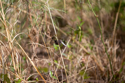 Male Common Whitetail Skimmer