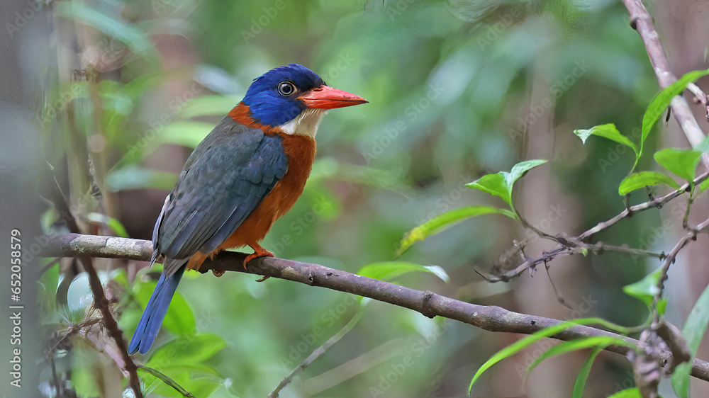 Green-backed kingfisher (Actenoides monachus), bird of Sulawesi, Indonesia