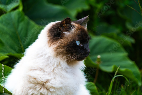 Himalayan Siamese cat portrait with green background