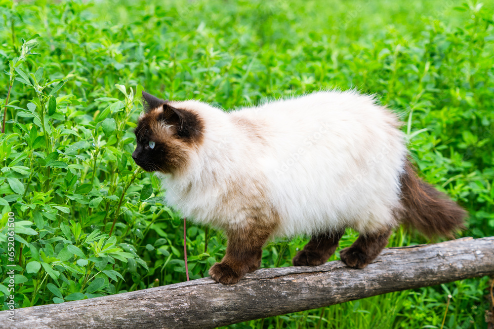 Himalayan Siamese cat with blue eyes, beautiful pet