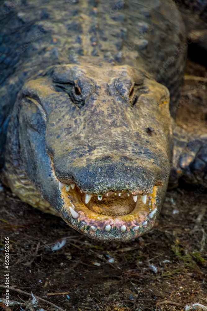 Obraz premium Alligator head close up teeth showing