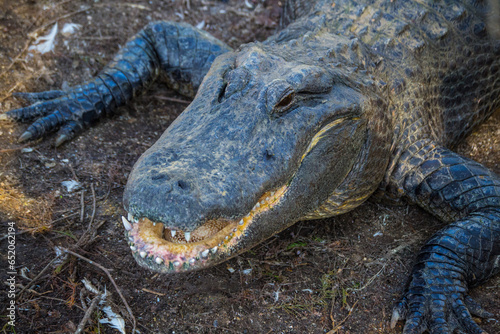 Alligator head close up photo