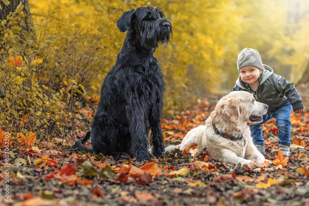 Portrait of cute little boy posing by Golden Retriever Dog and Big Black Schnauzer Dog in the autumn park. Horizontally. Portrait of cute little boy posing by Golden Retriever Dog and Big Black Schnauzer Dog in the autumn park. Horizontally.