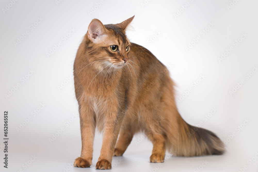 Somali cat breed female cat posing for portrait in studio