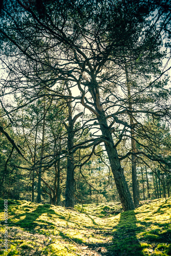 Pine forest on a summer sunny day