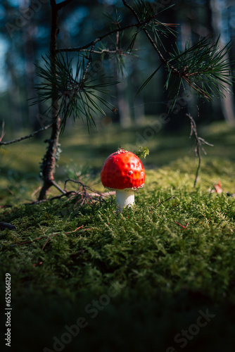 Red fly agaric growing in moss close-up