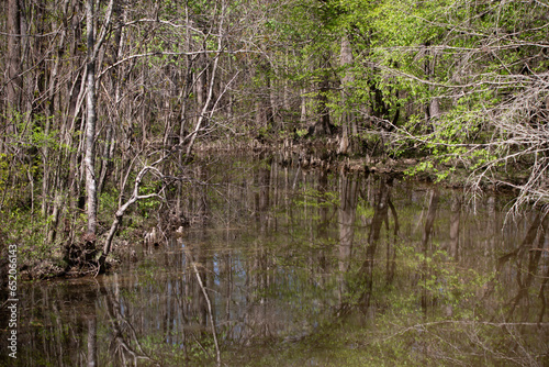 Murky Forest Waterway