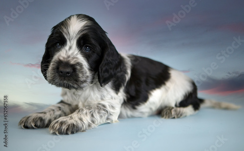 Portrait of an English Cocker spaniel puppy. The color is blue roan. Age 2 months. The puppy lies and looks into the frame. In the background, the sky with sunset.