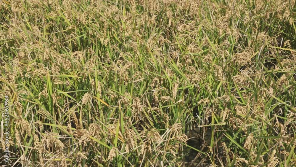 Ripe rice field before harvest on a sunny day in Albufera, Valencia, Spain. Ripe rice field before harvest on a sunny day in Albufera, Valencia, Spain.