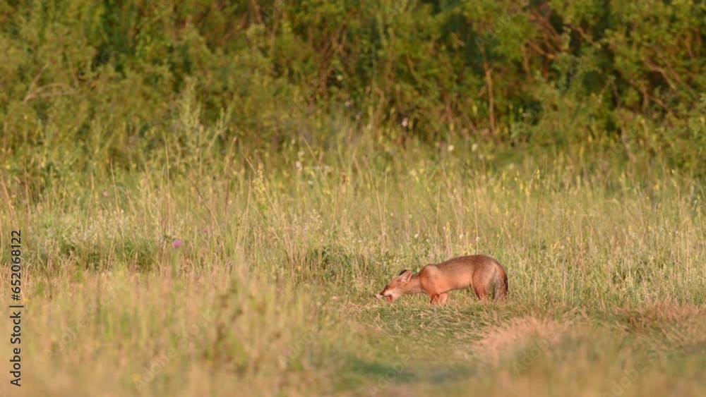 Red fox Vulpes vulpes on a nature beautiful background. Fox eats. Slow motion. Red fox Vulpes vulpes on a nature beautiful background. Fox eats. Slow motion.