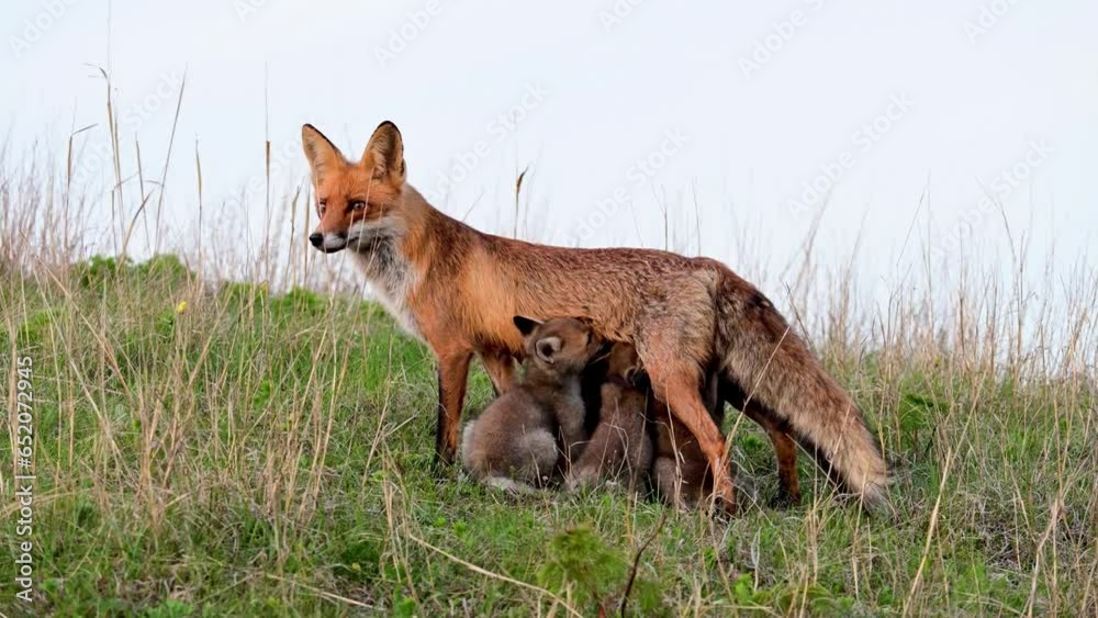 Red fox Vulpes vulpes in the wild. Fox with cubs. Close up. Fox feeds puppies. Red fox Vulpes vulpes in the wild. Fox with cubs. Close up. Fox feeds puppies.