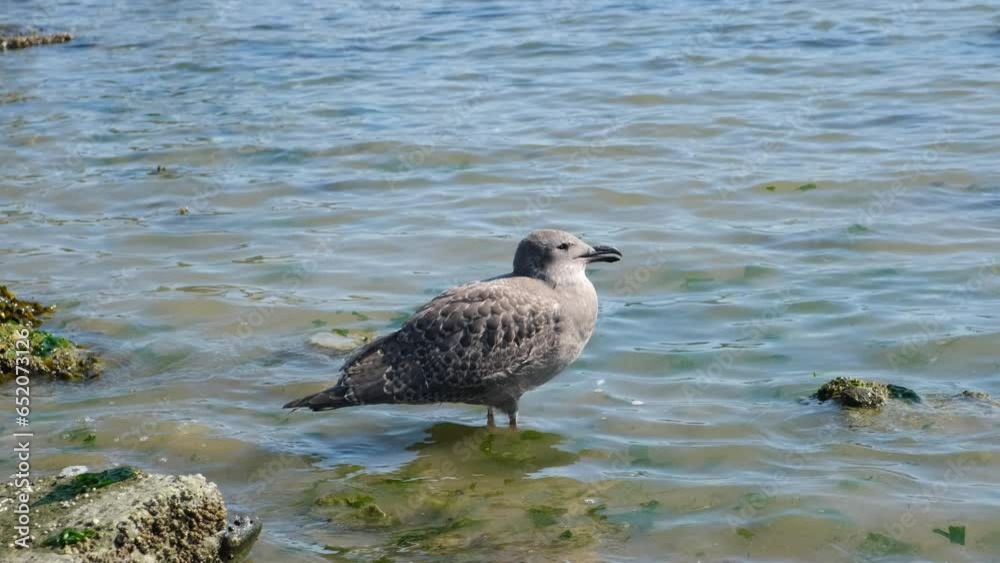 Young grey seagull standing in the ocean water. Wildlife footage