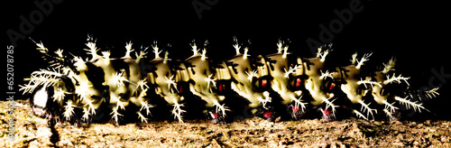 Lagarta de corpo amarelo com manchas amarelas. Animal encontra na Mata Atlântica Brasileira. São Paulo, Brasil. photo