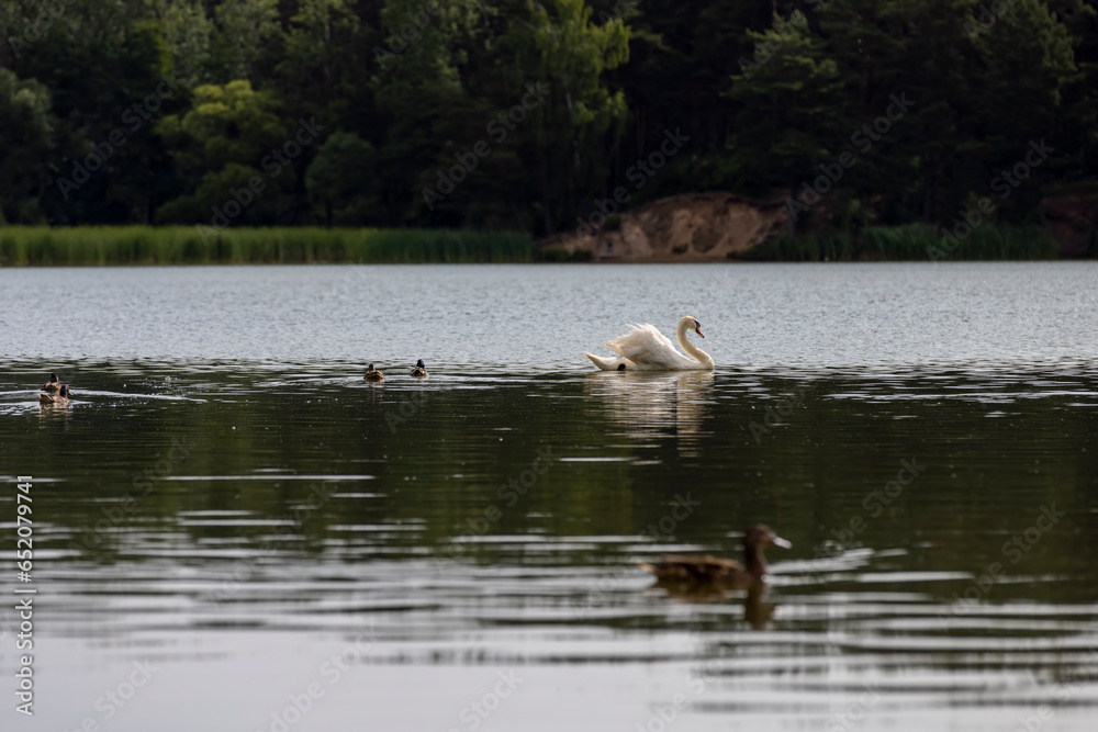 a white swan with feathers living on the lake in the summer