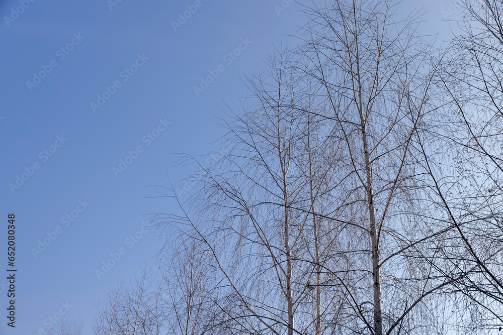 birch tree without foliage in the spring season birch tree without foliage in the spring season