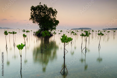 Mangrove garden in Lombok beach photo