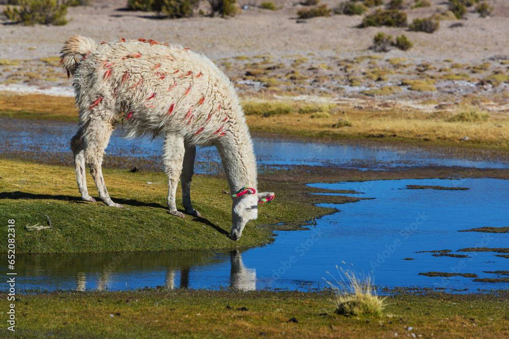 Fototapeta premium Llama