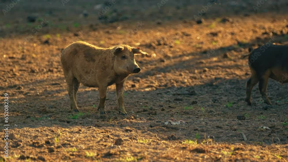Mangalica pig is usually fed with a mix of wild pasture, supplemented with potatoes and pumpkins produced on the farm. High quality 4k footage Mangalica pig is usually fed with a mix of wild pasture, supplemented with potatoes and pumpkins produced on the farm. High quality 4k footage