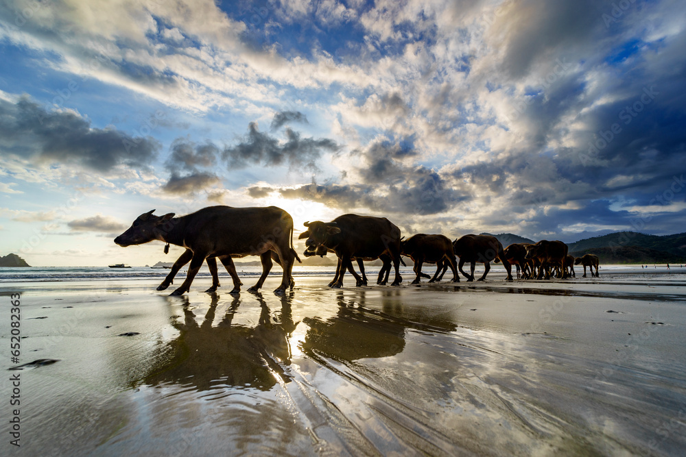 Buffalos on the beach Buffalos on the beach